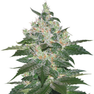 Afghan Kush fem (World of Seeds) семена конопли