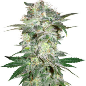 Семена сорта Mazar Kush (World of Seeds)