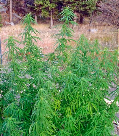 Семена сорта Wonder Woman regular (Nirvana Seeds) — изображение 5