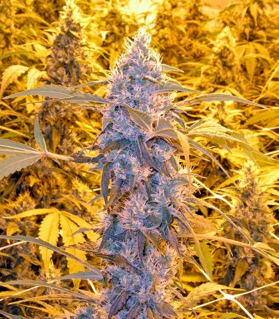 Семена сорта Wonder Woman regular (Nirvana Seeds) — изображение 4