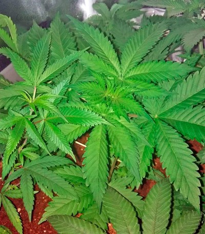 Семена сорта Wonder Woman regular (Nirvana Seeds) — изображение 3