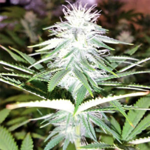 Семена сорта Zkittzy Gorilla fem (Original Sensible Seeds)