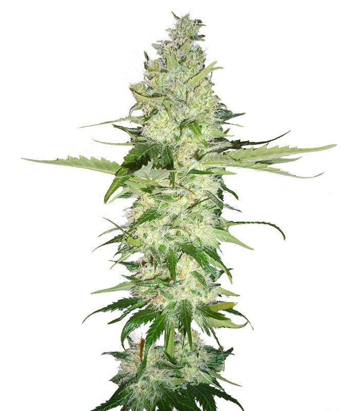 Семена сорта Wonder Woman regular (Nirvana Seeds)