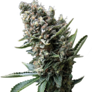 Nefertiti fem (Pyramid Seeds)
