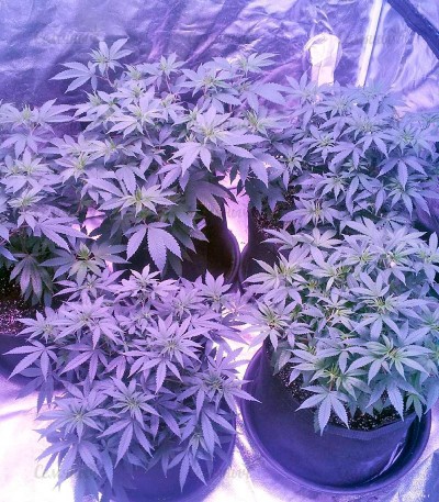 Семена сорта Raspberry Cough fem (Nirvana Seeds) — изображение 4