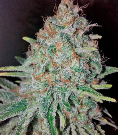 Семена сорта Raspberry Cough fem (Nirvana Seeds) — изображение 3