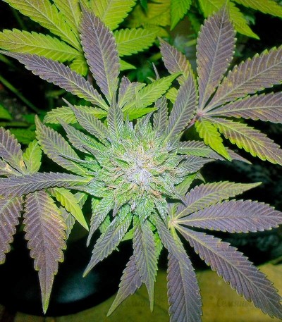 White Widow fem (Pyramid Seeds) — изображение 3