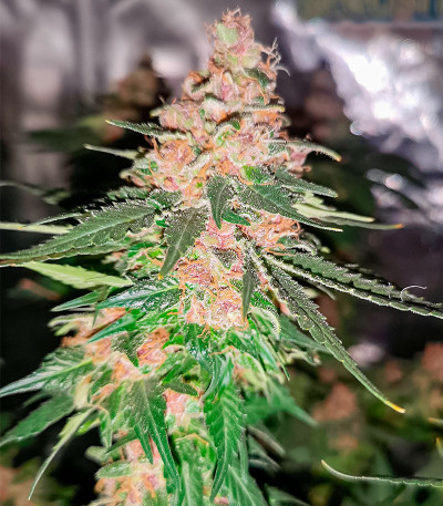 Ice Cream Cake fem (Barney's Farm) семена конопли — изображение 4