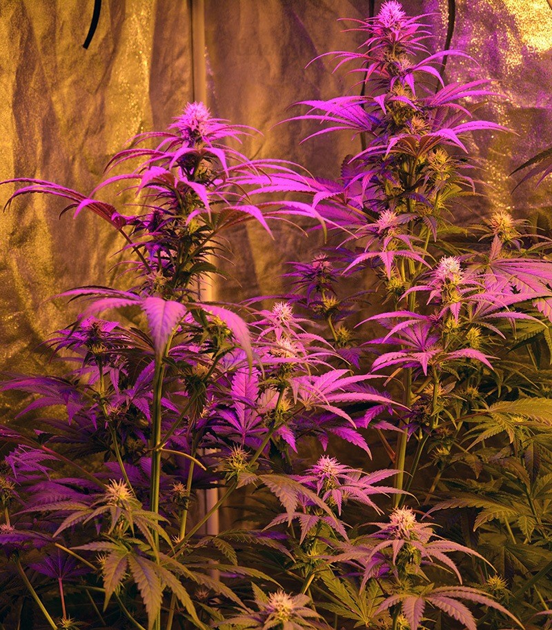 Семена сорта Ganj-nam Style fem (Dr. Krippling Seeds) — изображение 2