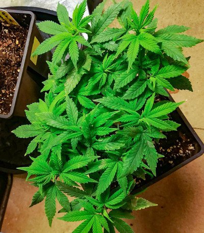 Ninja Zkittles fem (Dr. Krippling Seeds) семена конопли — изображение 7