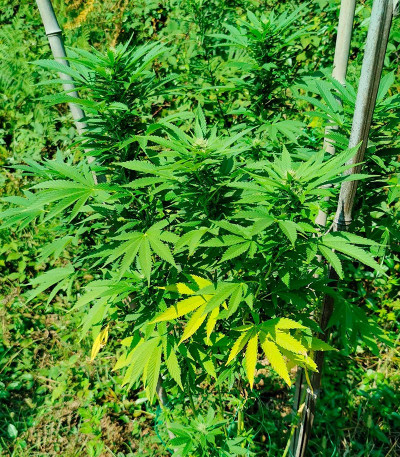 Ninja Zkittles fem (Dr. Krippling Seeds) семена конопли — изображение 6