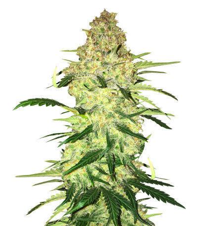 Ninja Zkittles fem (Dr. Krippling Seeds) семена конопли