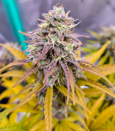 Amnesia Zkittlez Auto fem (FastBuds) семена конопли — изображение 7