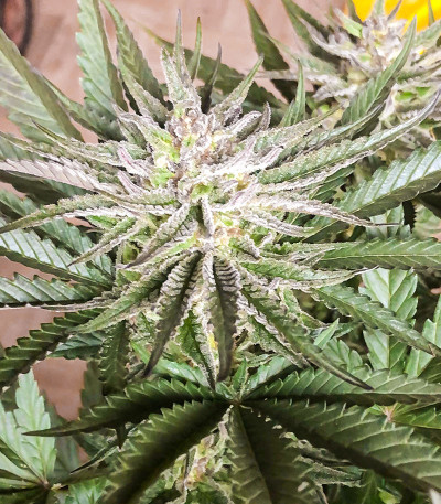 Deep Mandarine CBD fem (Delicious Seeds) семена конопли — изображение 3